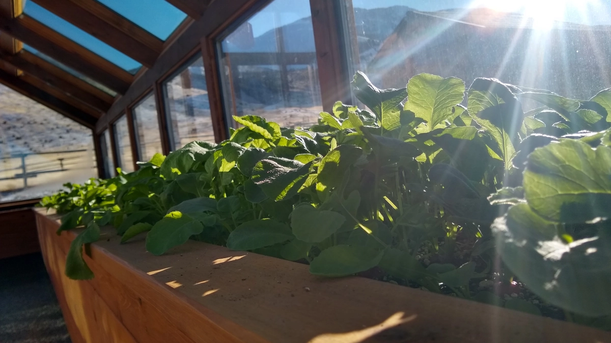 benefits of a greenhouse