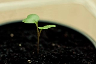 starting seeds